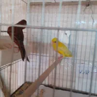 قناری مولد|پرنده|رباطکریم, انجم آباد|دیوار