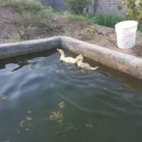 اردک