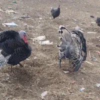 بوقلمون روستایی|حیوانات مزرعه|نوشین شهر, |دیوار