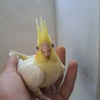 سالن عروس هلندی حیدری|پرنده|شاهرود, |دیوار