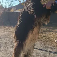 بز نر اصیل بختیاری شهرکردی مولد|حیوانات مزرعه|شیروان (خراسان), |دیوار