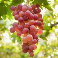 نهالستان ارقام خشکبار و میوه های پربار پالیز|خدمات باغبانی و درختکاری|فیروزکوه, |دیوار
