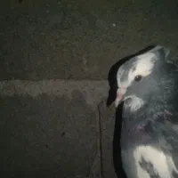 کبوتر ابلق|پرنده|پاوه, |دیوار