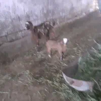 فروش یک بززاییده ۵تامیش زاییده افشاری