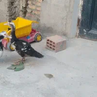 اردک اسراعیلی نر مفت