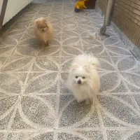 پامر خرسی سفید