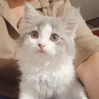 فروش گربه پرشین