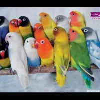 کوتوله طوطی برزیلی