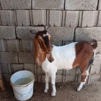 گوسفند