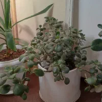 گل آپارتمانی ۱۸ عدد گلدان زیر قیمت