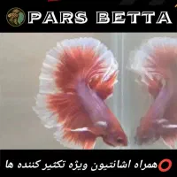 ماهی فایتر و لوازم تکثیر|ماهی|فردیس, شهرک راه آهن|دیوار