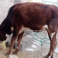 گوساله بمی هفت ماهه