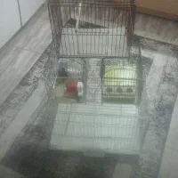 قفس سایز بزرگ قناری  وکوچک سهره