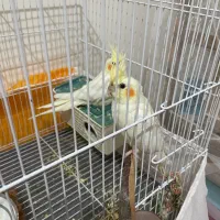 عروس هلندی