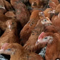 جوجه مرغ و خروس ۵ونیم ماهه گلپایگان