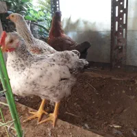 مرغ رسمی