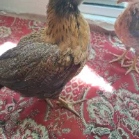 دوتا‌جوجه‌سالم‌وسرحال