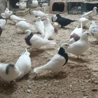 70عدد کبوتر پرشی فروشی...