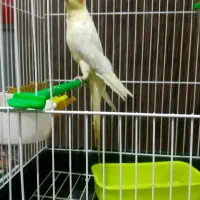 عروس هلندی نر زرنگ باهوش