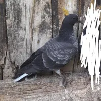 کبوتر جوجه گم شده سوسکی