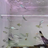 ماهی اکواریوم پروانه بار جدید شارژ شد|ماهی|مشهد, هدایت|دیوار