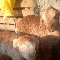 بره|حیوانات مزرعه|مشگین شهر, |دیوار