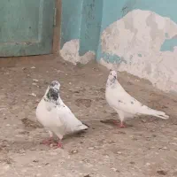 سه جفت کبوتر پرشی