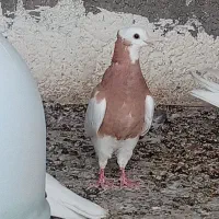 طوق زرد نر