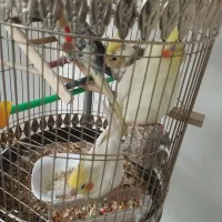 عروس هلندی سالم و اماده