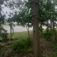 درخت صنوبر