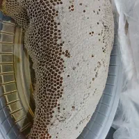 عسل درمانی لوکس درجه یک