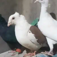 پشت کوویتی ماده|پرنده|قائن, |دیوار