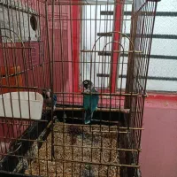 جفت طوطی برزیلی مولد ۲ملیون|پرنده|جیرفت, |دیوار