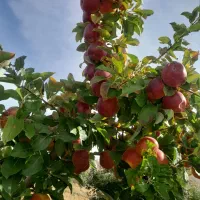 هرس درختان،پیوند درخت