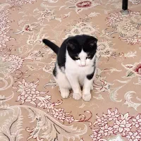 واگذاری گربه|گربه|بابلسر, |دیوار