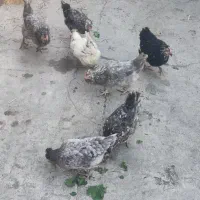 تخم مرغ نطفه دار گلین|حیوانات مزرعه|چهارباغ, |دیوار