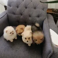 سگ پیدا کردم