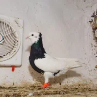 طوقی ماده زغالی