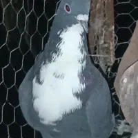 چهارتا نر گوک
