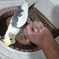 سخنگو