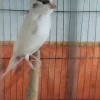 تعدادی قناری فروشی|پرنده|کوهبنان, |دیوار