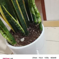 گل سانسوریا
