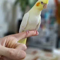 عروس هلندی|پرنده|سپیدان, |دیوار