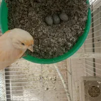 جفت قناری موزائیکی روی تخم