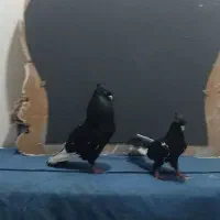 جفت سینه ای درشت و هیکلی|پرنده|اهواز, کمپلو شمالی|دیوار