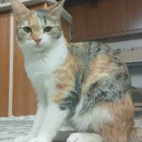 پت خانگی(گربه ۸ماهه)|گربه|خمینیشهر, |دیوار