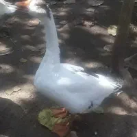 سه عدد قوغاز نر سفید بهترین نژاد اصل مولد