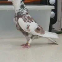 کفتر