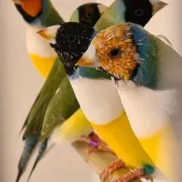 فنچ گلدین|پرنده|کرمان, |دیوار