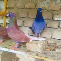 کبوتر تکپر آس